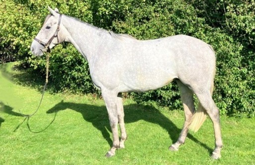 beaumec-de-houelle-x-belladame