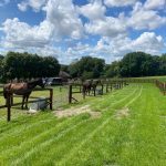THE HORSES ARE COMING BACK IN!