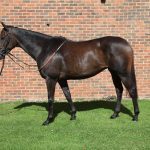 SHARES AVAILABLE IN CRIMSON RUBY